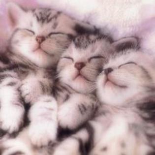 Cute Kitten (4) - Nota pentru pagina mea