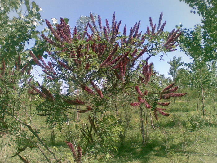 28052009(005)