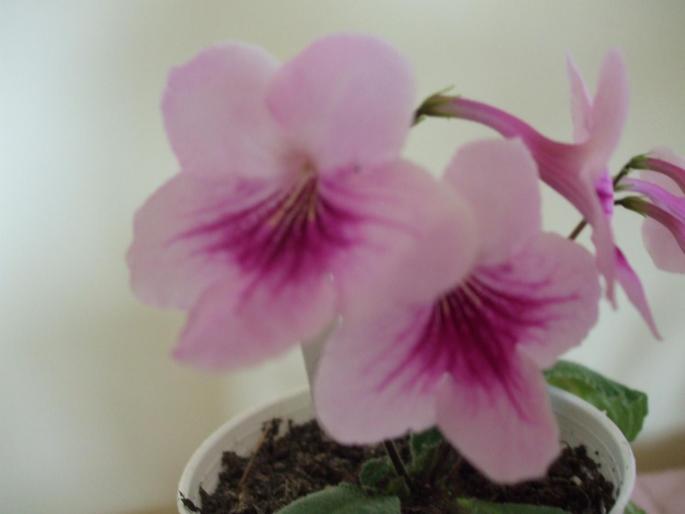 DSCF2733 - streptocarpusi