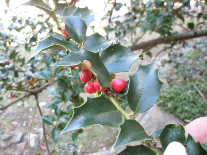 Holly Tree - diverse - plante_animale_obiecte