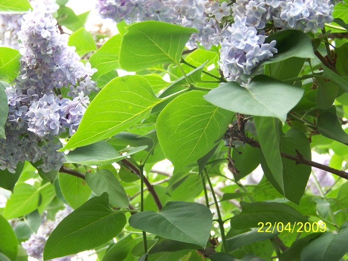 100_1015 - Primavara in curte  Timisoara