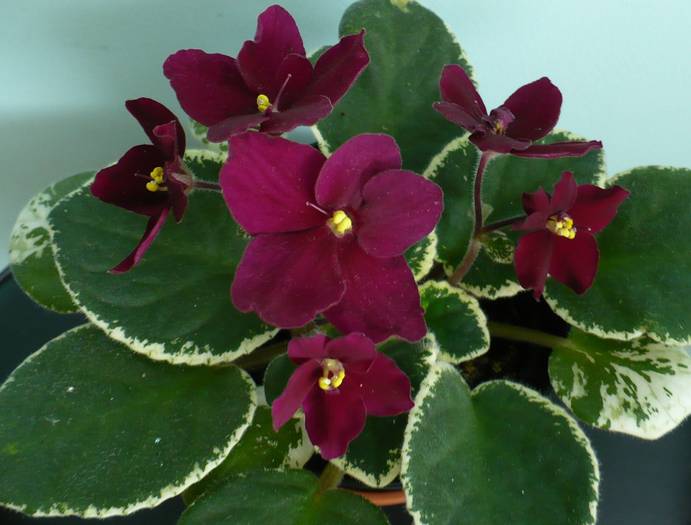 P1120741 - Saintpaulia - violete de camera