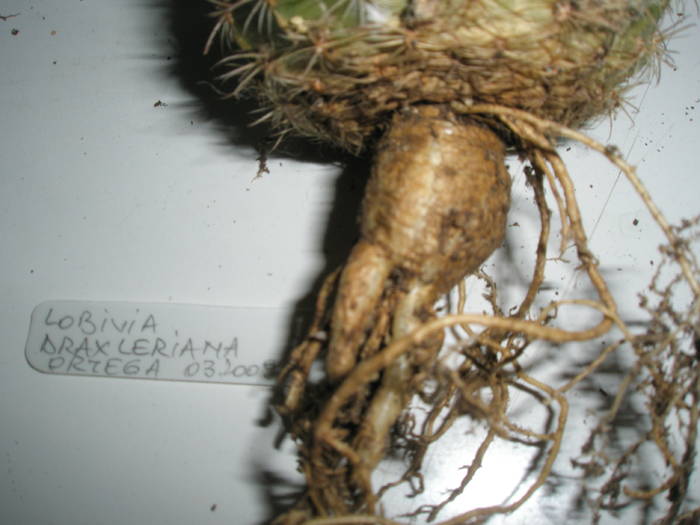 Lobivia draxleriana