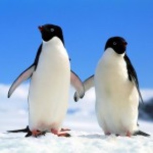 poze_animale_salbatice-pinguini-2-150x150[1] - poze animale