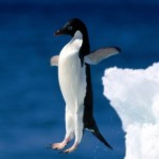 poze_animale_salbatice-pinguin-sarind-in-apa-150x150[1] - poze animale