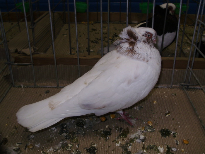 11288 k 1 - 1507 partea 6b