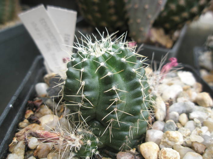 P6010081 - plantele lui George Nitu