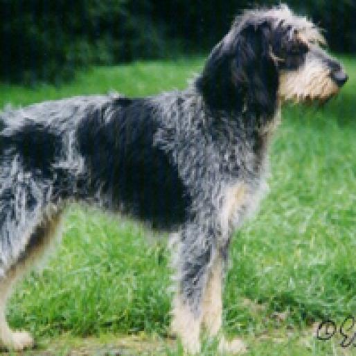 MIC GRIFFON ALBASTRU DE GASCONIA - RASE CAINI