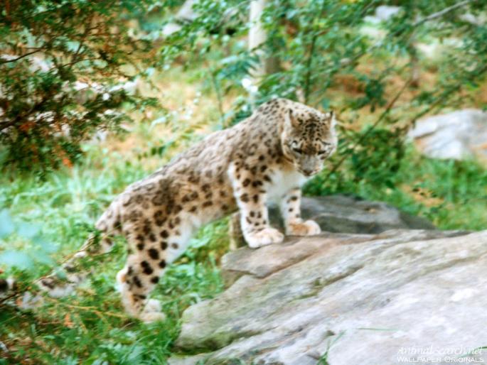1024-leopard1 - Feline