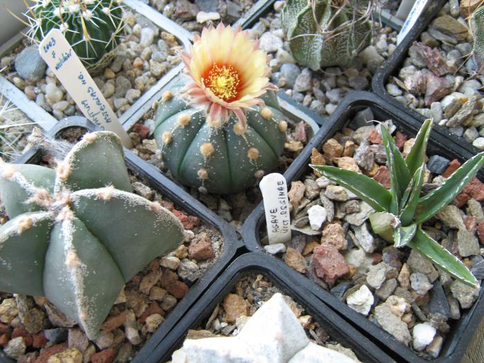 IMG_1140 - Cactusi 2009