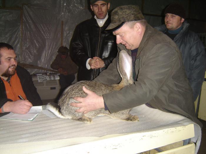 DISZNOVAGAS KEPEK 090