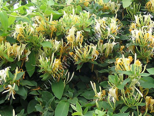 Lonicera tellmaniana - Mana maicii Domnului - Flori gradina