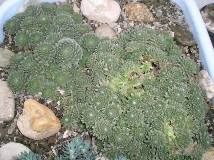 Sempervivum arachnoideum - plante de exterior - iarna 2008 - 2009