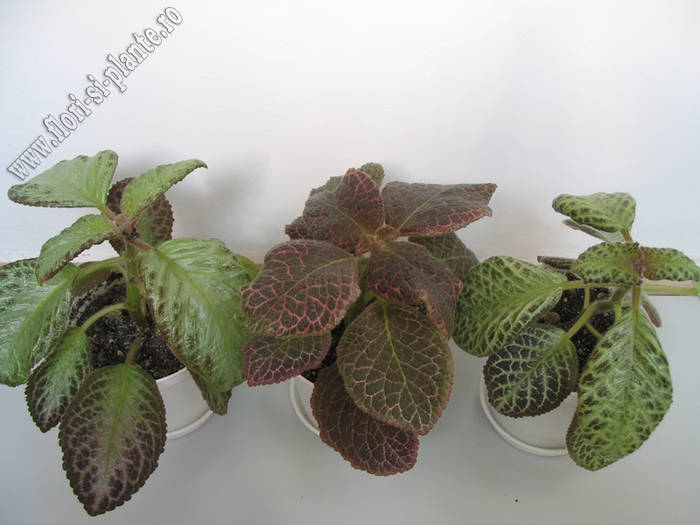 episcia grup