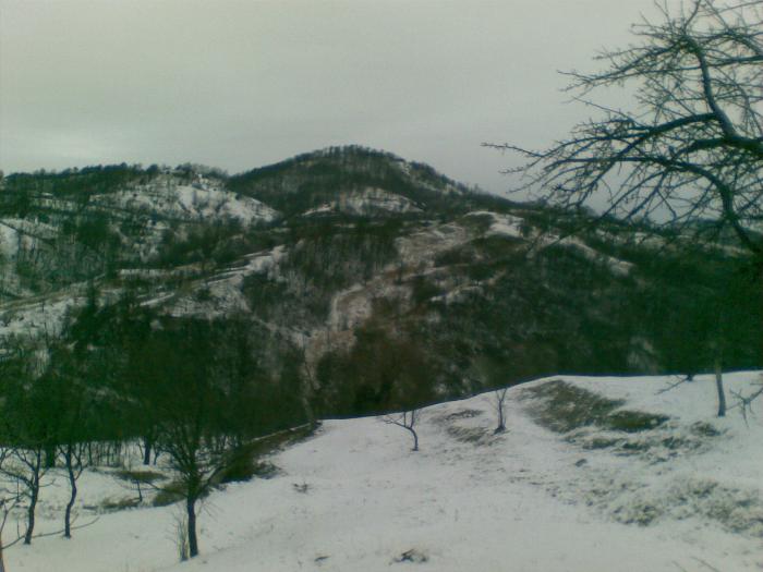 30122008(004) - vanatoare padure