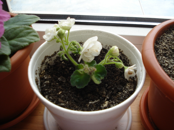 violeta alba; violeta alba
