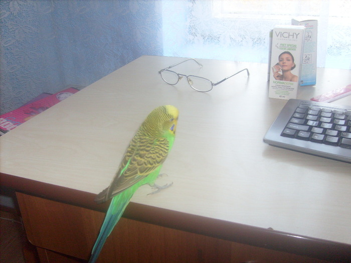 S7309057 - papagalul meu paco
