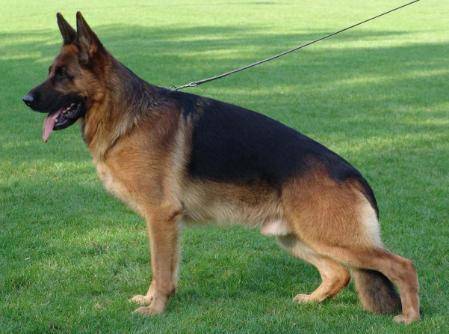 ciobanesc german 16 - Concurss 1 dog