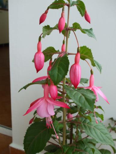 DSCF1296 - fuchsia