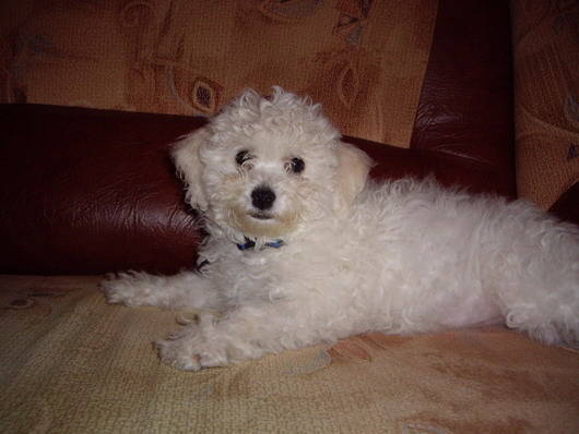 Bichon Frize