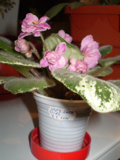 PB122821 - flori de camera 2009-2010