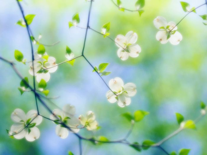 White Dogwood Blossoms, Maryland