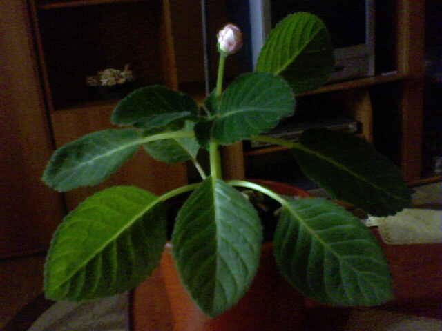 Gloxinia boboc - florile mele