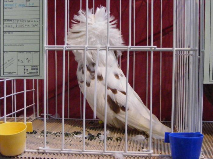 DSCF5681 - expozitia nationala de ornament decembrie  2008