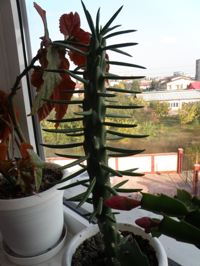 Picture 072 - cactusi