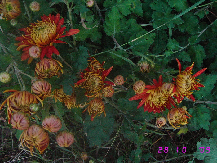  - Tufanici-Crizanteme