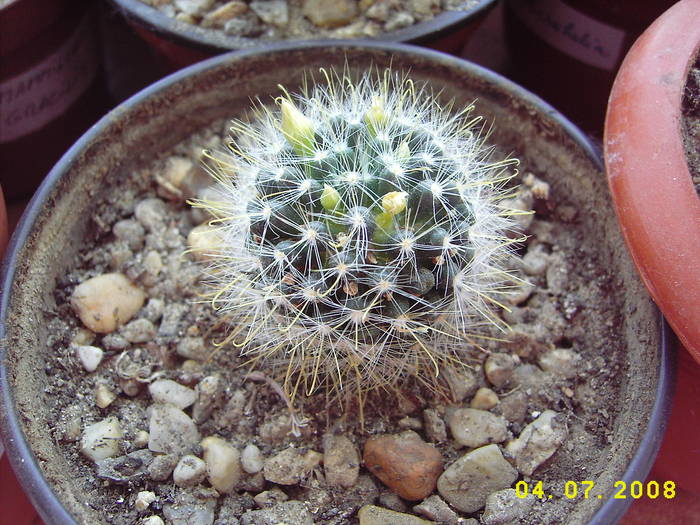 Mam.bocasana alb - Mammillaria