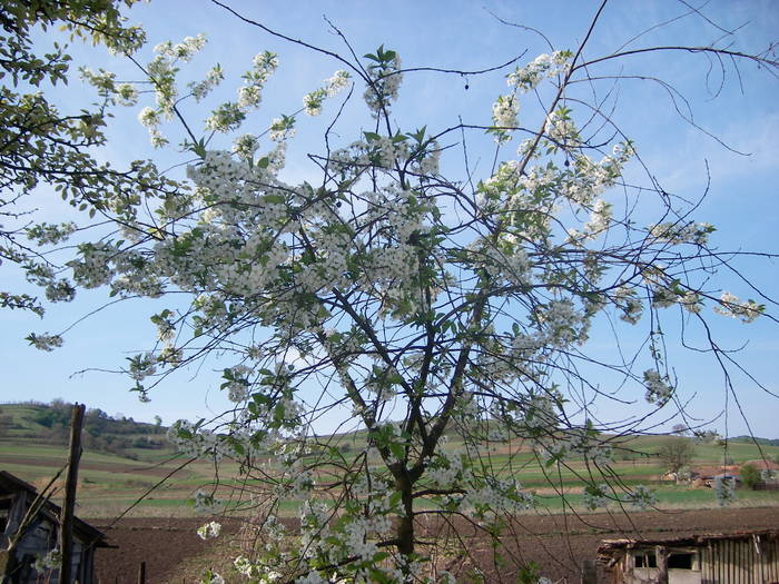 primavara - Diverse-2009