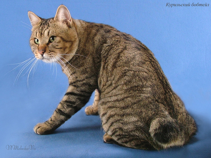 D_352 - Desktop Pisici