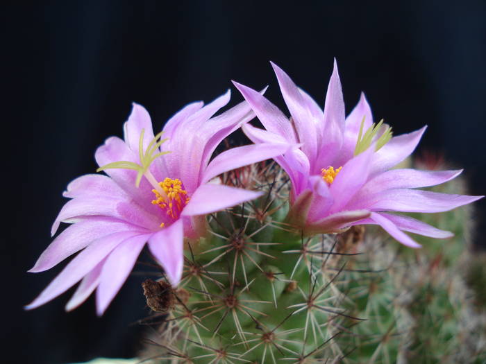 DSC07751 - Cactusi