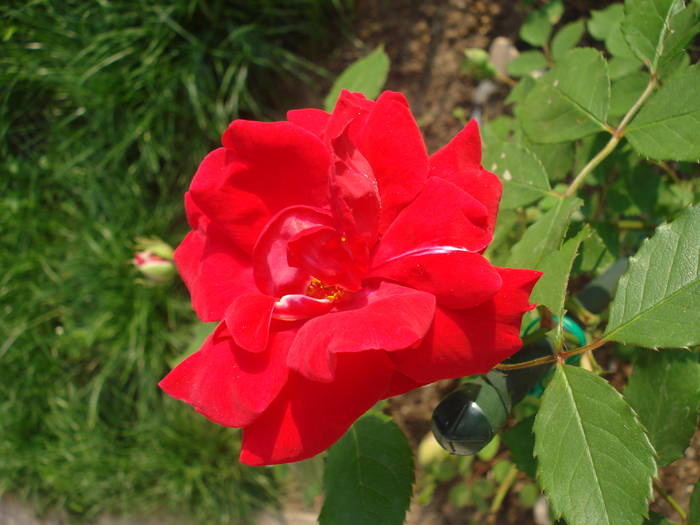 Rose Blaze (2009, May 18) - Rose Blaze