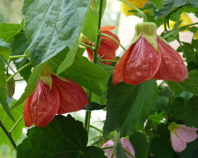 P1110214 - ABUTILONI