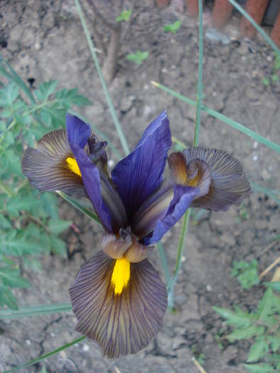 Iris Eye of the Tiger (2009, May 24)