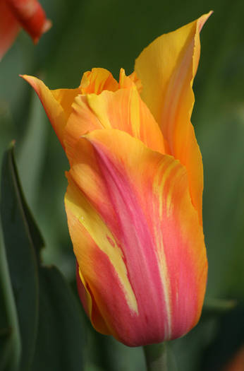 Elegant Lady - garden 2009