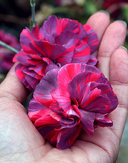 dianthus_chomley_farran_in_hand_ADJ[1] - poze cu plante