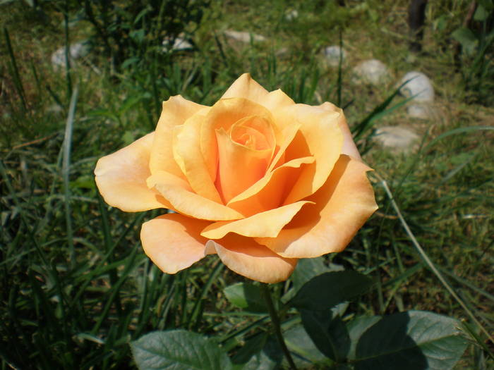 hibrid Thea "Doris Tysterman" - FLORILE MELE 2009