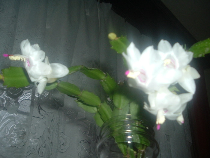DSCF9555; schlumbergera alba
