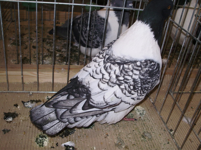 5531 t 0