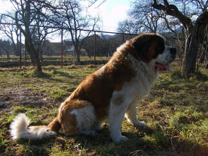 9748bdb8_0020000604531_l - Pereche Saint-Bernard