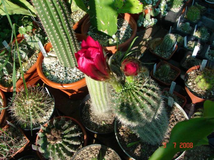 Pseudolobivia kermesina; Planta de 30 de ani!!!
