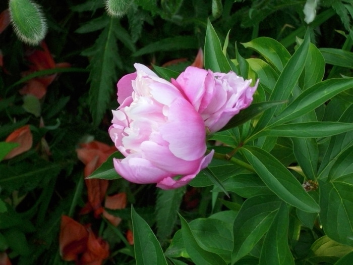 DSCI0285 - flori din gradina mea