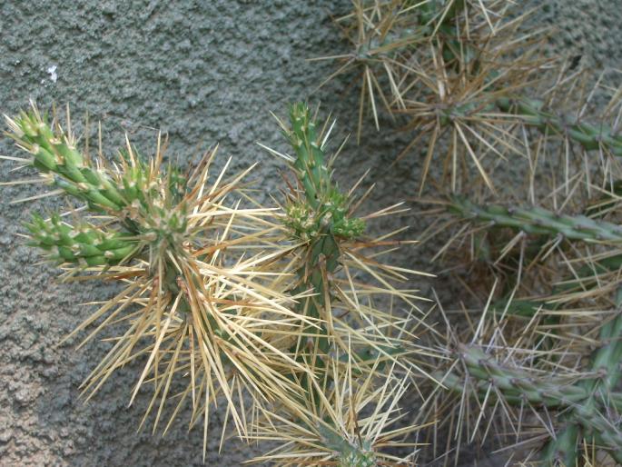 Opuntia molesta