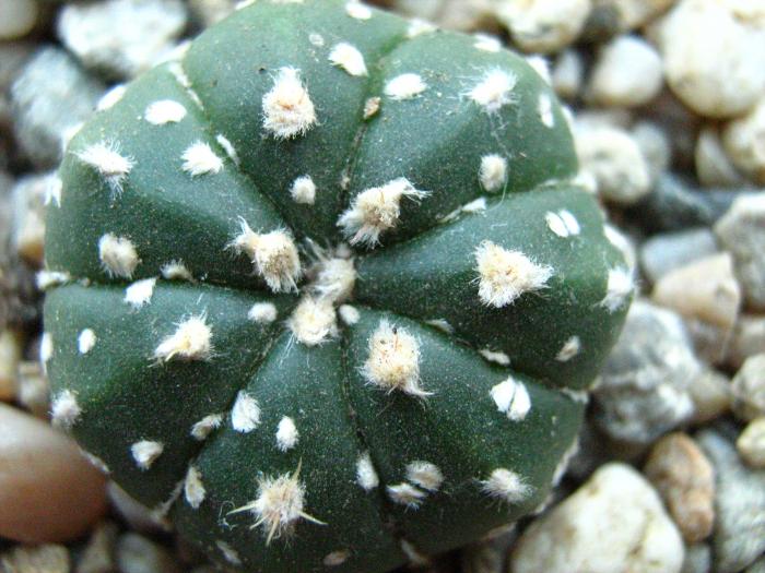 Astro.asterias superkabuto