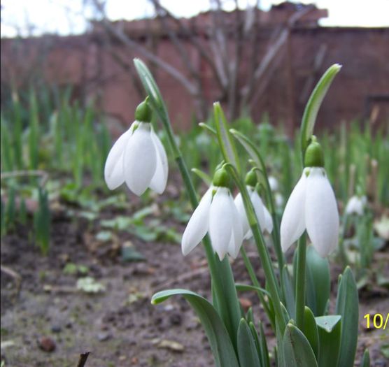 100_8993 - Cer Flori Pasari