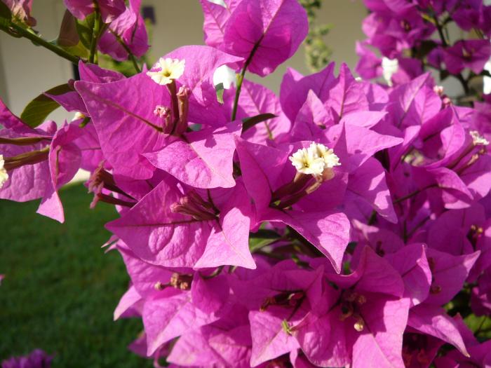 Bougainvillea roz