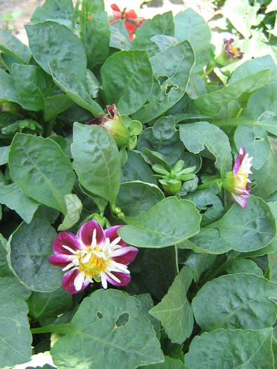 6 iulie 015 - flori de gradina 2009